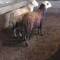 بره نر مناسب داشت