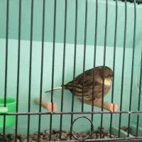 گلاستر اورجینال|پرنده|مشهد, احمدآباد|دیوار