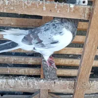 شازده هفرنگ ماده قولدور  پرشی بشرط|پرنده|طرقبه, |دیوار