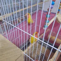 طوطی برزیلی|پرنده|برازجان, |دیوار