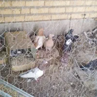 کبوتر و قفس
