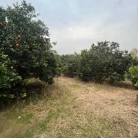 فروش-باغ-مرکبات-پرمحصول