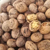 گردو نیمه خشک پوست کاغذی پر مغز درجه ۱کلات