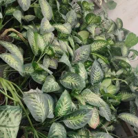 حراج گیاه آپارتمانی