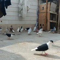 کفتر نقش کفتر رنگی