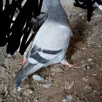 کبوتر جوجه|پرنده|گنبد کاووس, |دیوار