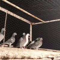 کفتر|پرنده|شیراز, کوزه گری|دیوار