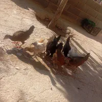 جوجه