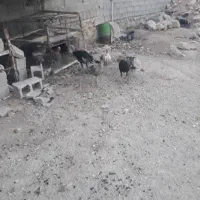 فروش بوقلمون نر و ماده|حیوانات مزرعه|رستم, |دیوار