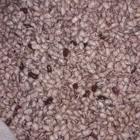 لوبیا تازه