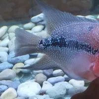 ماهی فلاور هورن رد دراگون|ماهی|سنندج, |دیوار