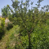 فروش باغ سمت دیرج آبادموقعیت عالی|فروش زمین و ملک کلنگی|زنجان, |دیوار