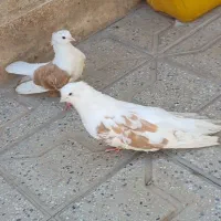 مرغ و خروس