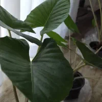 گل بابا آدم