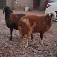 فروش یک عدد. گوسفند با یک عدد بره نر