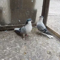 خوشرنگ سبزکاکلی نرماده