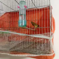 قناری سوخته دارچین نر