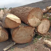 خریدارچوب هرس درخت قطع درخت
