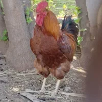 خروس
