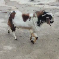 فروش فوری پاچن مناسب واسه قربانی