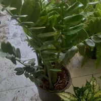 چشم اندازی زیبا|گل مصنوعی|خرمآباد, |دیوار