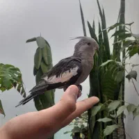 عروس هلندی وایت فیس