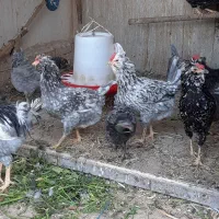 تخم مرغ نطفه دار گلین|حیوانات مزرعه|ری, دیلمان|دیوار