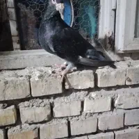 چاپی نر