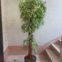 درخت مصنوعی تزیینی|گل مصنوعی|تهران, هروی|دیوار