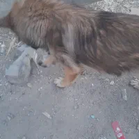 سگ ژرمن نر
