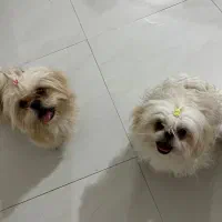 شیتزو و پیکینیز