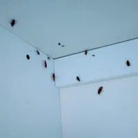 سمپاشی تخصصی منزل سم پاشی تضمینی سوسک کنه مورچه