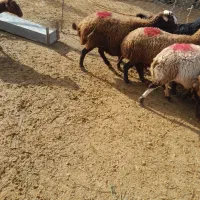 میش بره بز میش آبستن|حیوانات مزرعه|کنگاور, |دیوار