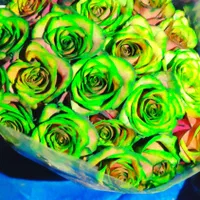 پخش رز هلندی سوپر مستقیم از گلخانه به بازار|گل و گیاه طبیعی|شیراز, سینما سعدی|دیوار