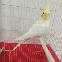 عروس هلندی ماده