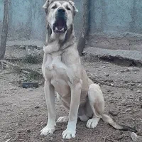 سگه سرابی فروشی 14 ماهه