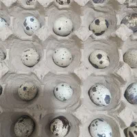 تخم مرغ بلدرچین