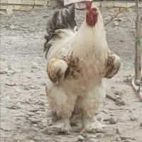 نیمچه برهماغولپیکر|حیوانات مزرعه|تربت‌حیدریه, ده پائین|دیوار