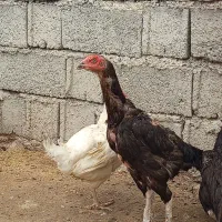 لاری اصل