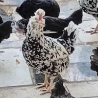 مرغ و خروس گلین ریشوچهل تاج|حیوانات مزرعه|ارژن, |دیوار