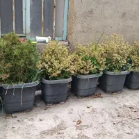 حراج گل وگیاه|گل و گیاه طبیعی|سنندج, |دیوار