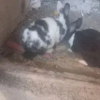 خرگوش|موش و خرگوش|نورآباد, |دیوار