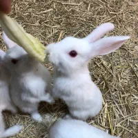 خرگوش دستی|موش و خرگوش|سبزوار, قصبه شرقی|دیوار