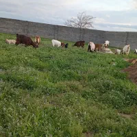 بز بزغاله میش بره