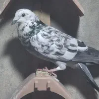 کبوتر|پرنده|دهلران, |دیوار