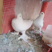 سگ کفتر کبوتر|سگ|یزد, |دیوار