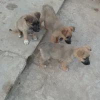 حیوان نمایشی....