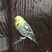 مرغ عشق معاوضه فروشی|پرنده|بیرجند, |دیوار