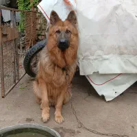 سگ ژرمن معاوضه|سگ|گرگان, |دیوار