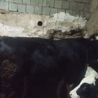 فروش گاو نر|حیوانات مزرعه|سارال, |دیوار